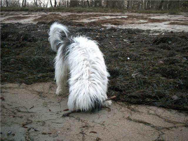 Beschreibung: Beschreibung: Beschreibung: Beschreibung: C:\Dokumente und Einstellungen\Detlef\Eigene Dateien\Eisenbahndet\Eigene Internetseite\Internetfotos\Dusty am Strand.JPG