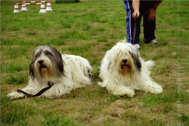 Beschreibung: Beschreibung: Beschreibung: Beschreibung: C:\Dokumente und Einstellungen\Detlef\Eigene Dateien\Eisenbahndet\Eigene Internetseite\Internetfotos\Dusty und Betty.jpg